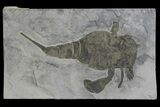 Eurypterus (Sea Scorpion) Fossil - New York #173024-1